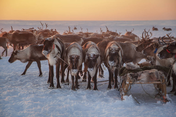 Az északi szélsőséges, Yamal, rénszarvas a Tundra, Deer heveder Wi - Fotó, kép