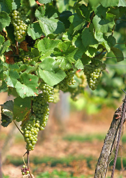 grapes growing at the vineyard  - Foto, Bild