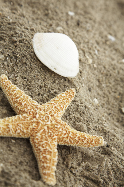 starfish on the beach - Fotoğraf, Görsel