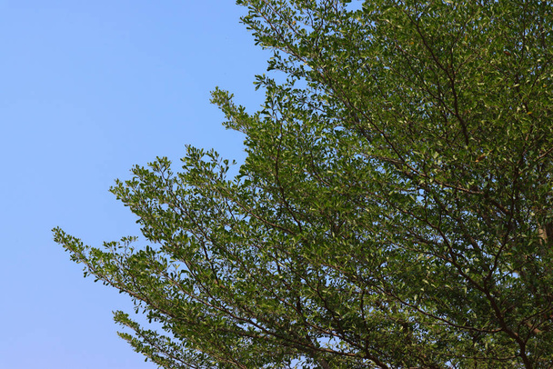 Schöner Baum auf blauem Himmel Hintergrund - Foto, Bild