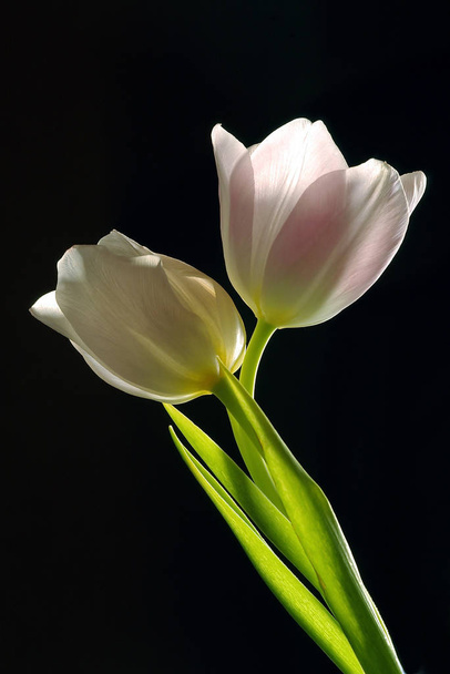 tulip flowers petals, spring flora - Foto, afbeelding