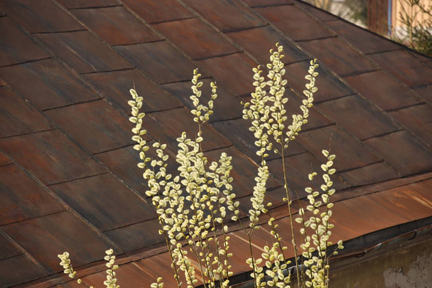 Молодые почки весенней ивы, освещенные лучами солнца на фоне ржавой крыши дома. Концептуальное оформление цветов желтым цветом
 - Фото, изображение