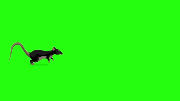 Black rat runs animation. Animated Looped Motion Graphic Isolated on Green Screen.  - Filmati, video