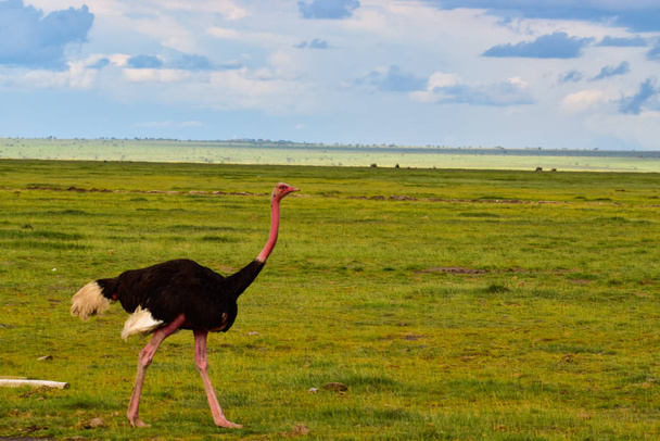 Birds in the Tsavo East, Tsavo West and Amboseli National Park in Kenya  - Zdjęcie, obraz