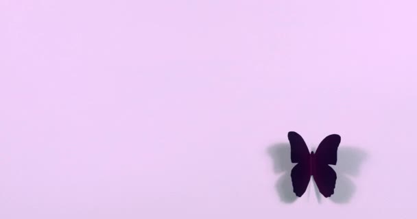 Σταματήστε τα μηχανήματα χαρτί κινουμένων σχεδίων. Χρωματιστές πεταλούδες πετούν γύρω σε ένα έγχρωμο φόντο χαρτί. - Πλάνα, βίντεο