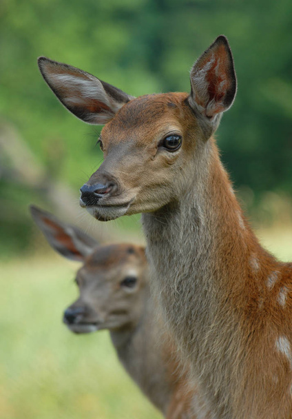 nature wildlife of deer animal, fauna  - Foto, immagini