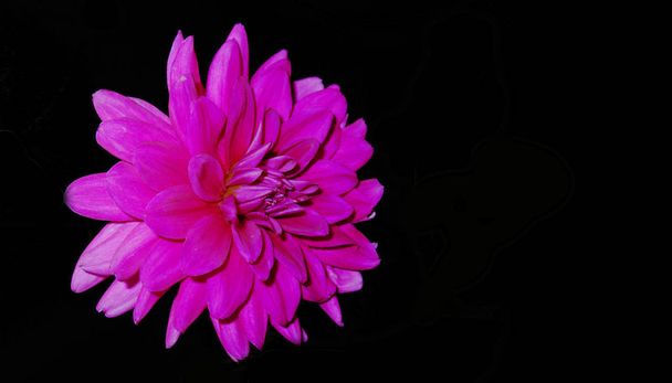 piękne kwiaty, kwiatowa koncepcja tła - Zdjęcie, obraz
