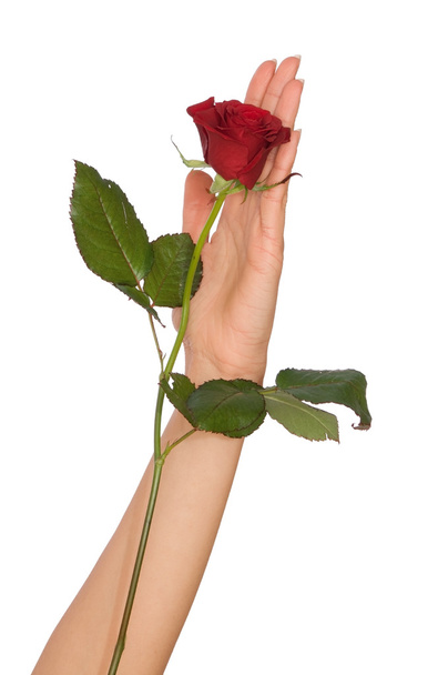 Red rose - Фото, зображення