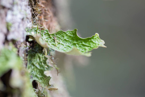 Lobaria pulmonaria, ou chêne lichens rares dans la forêt primaire de hêtres qui poussent sur l'écorce des vieux arbres
 - Photo, image