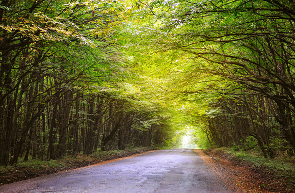 Caminho através da floresta de outono - Foto, Imagem