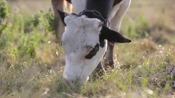 Vacca domestica al pascolo al pascolo con erba verde. - Filmati, video
