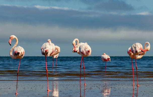 Wilde Afrikaanse vogels. Groepsvogels van roze Afrikaanse flamingo 's die rond de blauwe lagune lopen - Foto, afbeelding