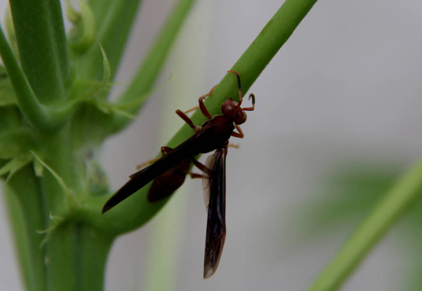 Bettwanzen-Insekt wird an Pflanze gesehen - Foto, Bild