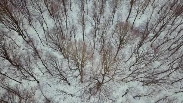 Vista aérea del bosque desnudo de invierno. - Metraje, vídeo