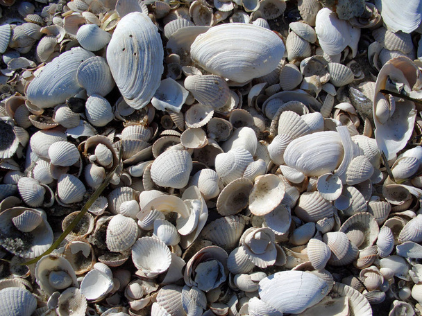 sea shells, mussels shells - Fotoğraf, Görsel