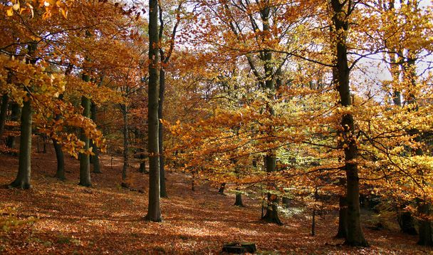 autumn forest, fall season leaves - Fotoğraf, Görsel