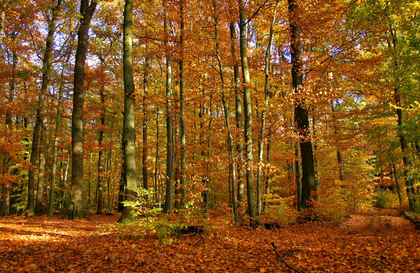 autumn forest, fall season leaves - Fotografie, Obrázek