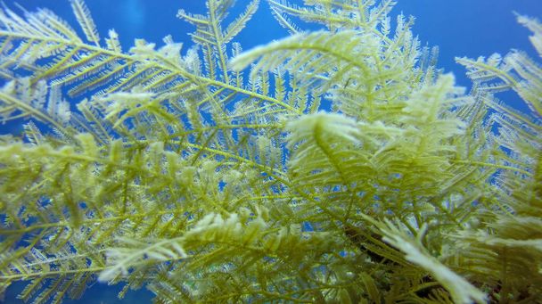 Hidroides bentónicos de coral marino ricamente ramificados. Sus cerdas finas st
 - Foto, imagen