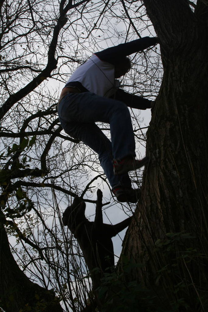 man climbing up the tree - Fotoğraf, Görsel