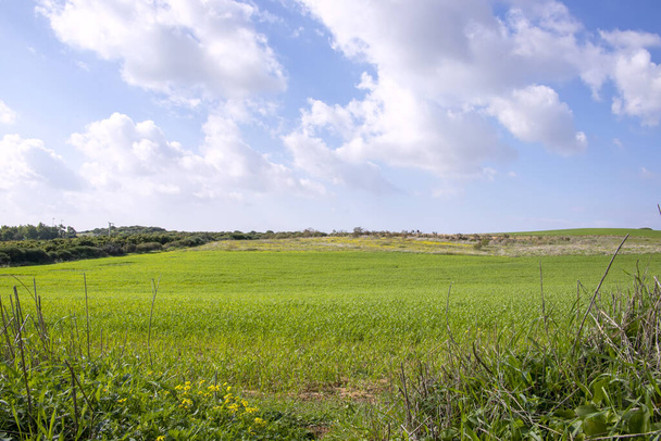 Campo agrícola con trigo verde germinado contra el cielo con nubes
 - Foto, imagen
