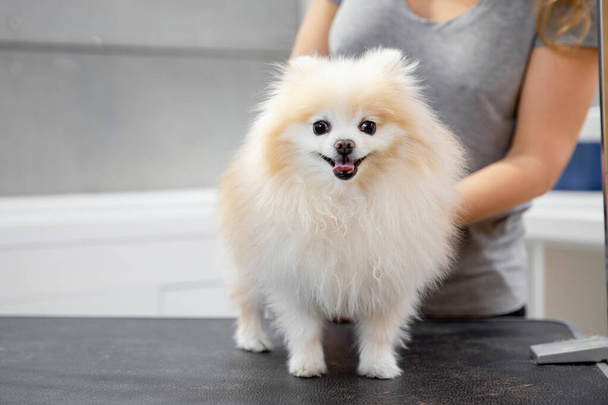 Επαγγελματίας κομμωτής χτένισμα μικρό σκυλί χαμογελαστή γλώσσα pomeranian σπιτζ - Φωτογραφία, εικόνα
