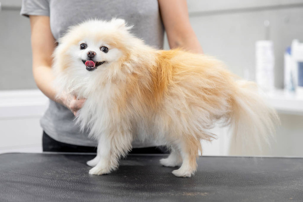Profesjonalny fryzjer czesający małego psa uśmiechnięty język pomeranian spitz - Zdjęcie, obraz