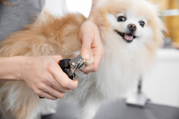 Profesionální groomer nehty snížit malý pes usmívající se jazyk pomeranian spitz - Fotografie, Obrázek