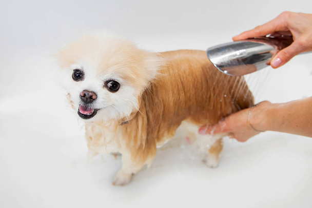 Professionale governante lavare shampoo per cani capelli nel bagno bianco sorridere pomerania spitz
 - Foto, immagini