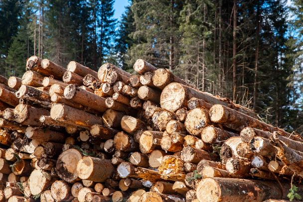 積み上げられた木の丸太の木の背景青空。概念木材産業森林伐採 - 写真・画像