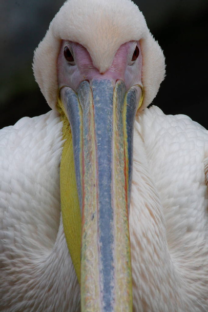 portrait of a pelican - Photo, Image