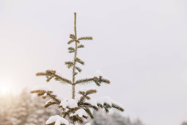 Bella natura invernale, neve bianca
 - Foto, immagini