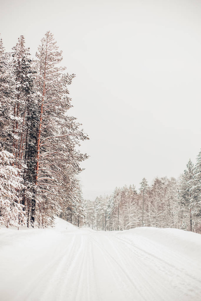 Beautiful winter nature, white snow - Valokuva, kuva