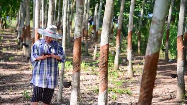 Asiatische intelligente Bäuerin Landwirtin glücklich auf einer Gummibaumplantage mit Gummibaum in Reihe Naturlatex ist eine Landwirtschaft, die Naturkautschuk in weißer Milchfarbe für die Industrie in Thailand erntet - Filmmaterial, Video