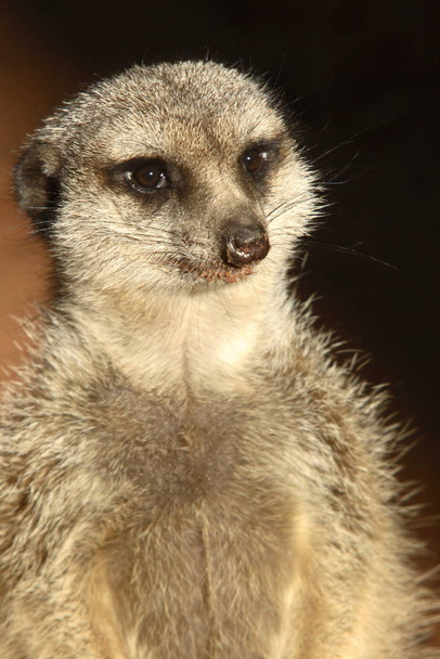 wildlife of meerkat, Suricata suricatta - Photo, Image