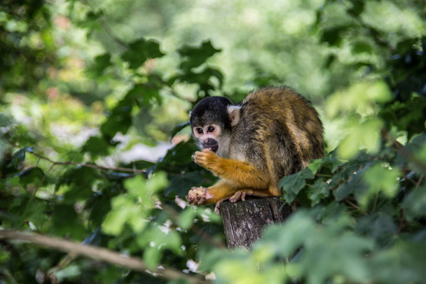 Squirrel monkey climbing in the tree - Photo, Image