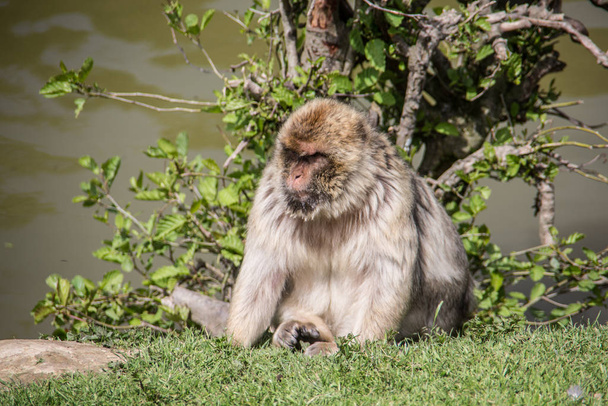 Берберские обезьяны у водопоя
 - Фото, изображение