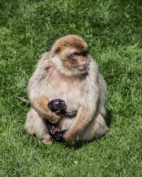 Monos bereberes en el abrevadero
 - Foto, Imagen
