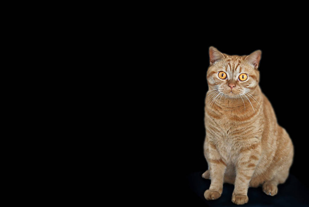 domestic cat, pet animal - Zdjęcie, obraz