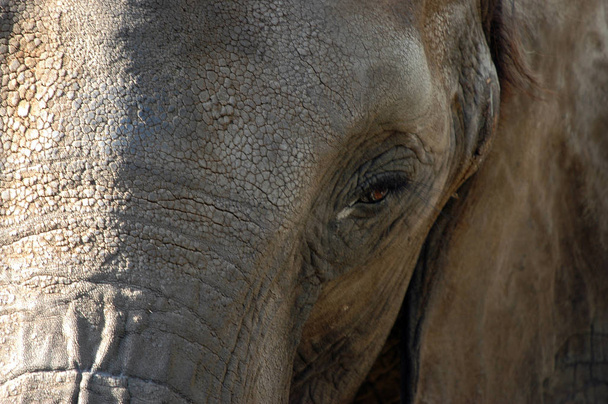 elephant animal wildlife, mammal - Foto, immagini
