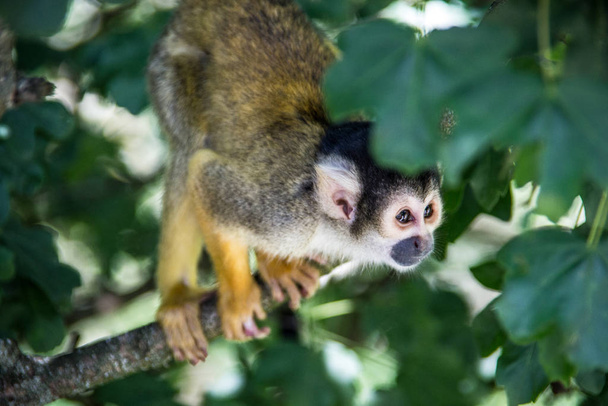 Σκίουρος μαϊμού αναρρίχηση στο δέντρο - Φωτογραφία, εικόνα