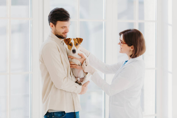 Боковой снимок ветеринарной женщины, идущей осматривать больную собаку. Джек Рассел и его хозяин приходят в ветеринарную клинику, нуждаются в помощи, чтобы вылечить болезнь, стоят у окна. Уход за животными
 - Фото, изображение