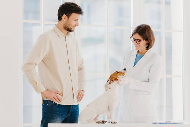 Orvostudomány és állatgondozás. Női állatorvos visel fehér köpenyt, szemüveg, orvosi kesztyű, vizsgálja Jack Russell terrier, látogasson el állatorvosi klinikán. Férfi tulajdonosa beteg kutya kap tanácsadást szakmai állatorvos - Fotó, kép