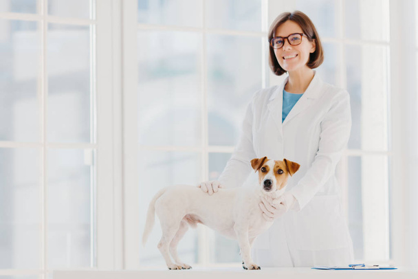 Controllo completo e diagnostica. Positivo esperto veterinario femminile in uniforme bianca esamina jack russell terrier cane nella propria clinica, annota prescrizione, ha animali come pazienti, cura varie malattie
. - Foto, immagini