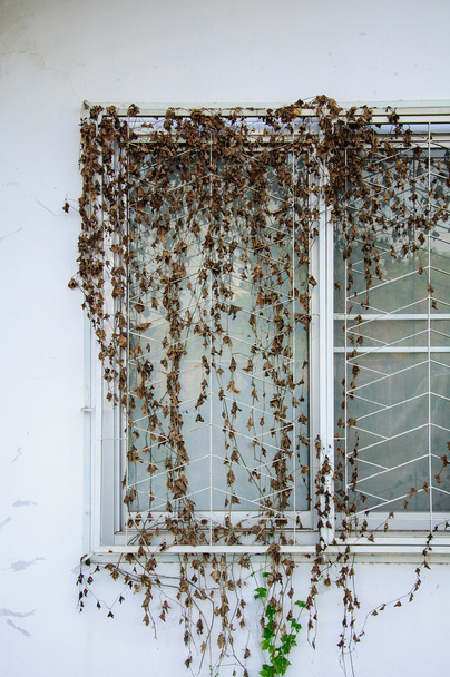 krásný vzor mrtvých ivy na windows - Fotografie, Obrázek