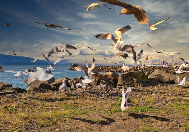 Flock of Seagulls at Dusk - Photo, Image