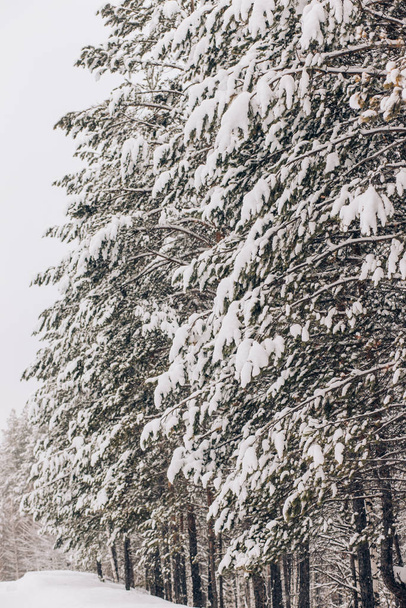 Beautiful winter nature, white snow - Foto, afbeelding