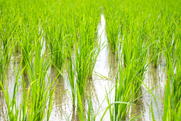 Rice sprouts plant growth in rice field. - 写真・画像