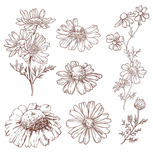 Set of hand drawn beautiful chamomile on white background - Vetor, Imagem