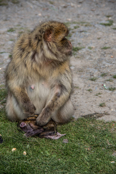 Берберская обезьянка с детёнышем на руках
 - Фото, изображение