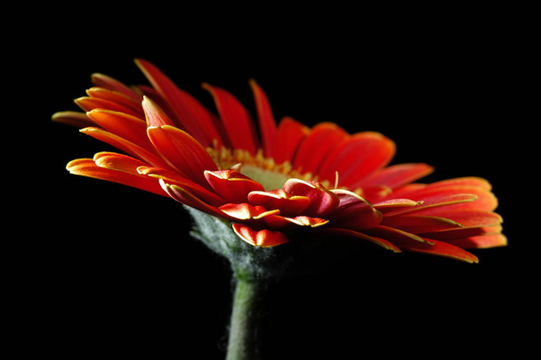 gerbera flower petals, flourishing  - Foto, afbeelding